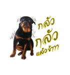 Rottweiler Thailand（個別スタンプ：6）