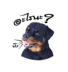 Rottweiler Thailand（個別スタンプ：8）