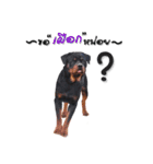 Rottweiler Thailand（個別スタンプ：11）