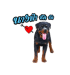 Rottweiler Thailand（個別スタンプ：12）