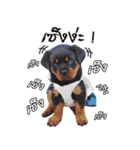 Rottweiler Thailand（個別スタンプ：13）