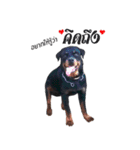 Rottweiler Thailand（個別スタンプ：16）