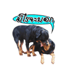 Rottweiler Thailand（個別スタンプ：17）