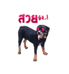 Rottweiler Thailand（個別スタンプ：20）