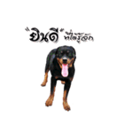 Rottweiler Thailand（個別スタンプ：23）