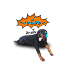 Rottweiler Thailand（個別スタンプ：24）