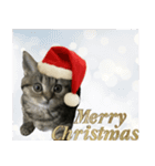 ミヌエットのショコラ子猫写真3冬Xmas正月（個別スタンプ：1）