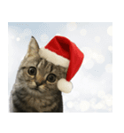 ミヌエットのショコラ子猫写真3冬Xmas正月（個別スタンプ：2）