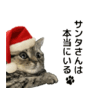 ミヌエットのショコラ子猫写真3冬Xmas正月（個別スタンプ：9）