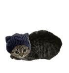 ミヌエットのショコラ子猫写真3冬Xmas正月（個別スタンプ：29）