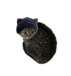 ミヌエットのショコラ子猫写真3冬Xmas正月（個別スタンプ：30）