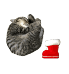 ミヌエットのショコラ子猫写真3冬Xmas正月（個別スタンプ：31）