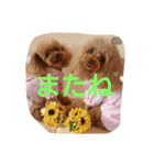 toypoo.love（個別スタンプ：16）