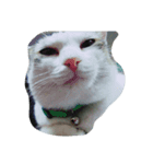 こんにちは(=^ェ^=)（個別スタンプ：2）