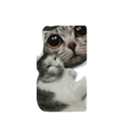 こんにちは(=^ェ^=)（個別スタンプ：3）