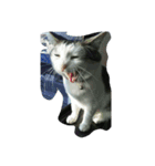 こんにちは(=^ェ^=)（個別スタンプ：5）