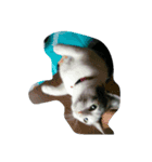 こんにちは(=^ェ^=)（個別スタンプ：7）