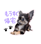 かりんとかわいいなかまたち（個別スタンプ：1）