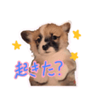 かりんとかわいいなかまたち（個別スタンプ：2）