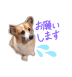 かりんとかわいいなかまたち（個別スタンプ：3）