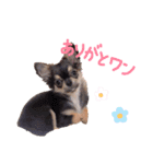 かりんとかわいいなかまたち（個別スタンプ：7）