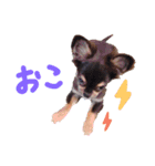 かりんとかわいいなかまたち（個別スタンプ：11）