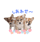 かりんとかわいいなかまたち（個別スタンプ：12）