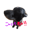 愛犬 弁慶 犬 2（個別スタンプ：2）