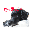 愛犬 弁慶 犬 2（個別スタンプ：12）