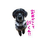 愛犬 弁慶 犬 2（個別スタンプ：18）