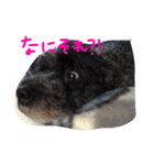 愛犬 弁慶 犬 2（個別スタンプ：25）