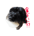 愛犬 弁慶 犬 2（個別スタンプ：28）