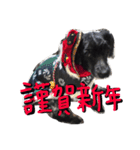 愛犬 弁慶 犬 2（個別スタンプ：39）