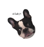 Cooper the dog（個別スタンプ：1）