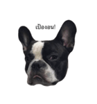 Cooper the dog（個別スタンプ：2）