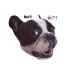 Cooper the dog（個別スタンプ：3）
