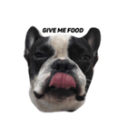 Cooper the dog（個別スタンプ：4）