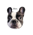 Cooper the dog（個別スタンプ：5）