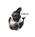 Cooper the dog（個別スタンプ：6）