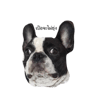 Cooper the dog（個別スタンプ：7）