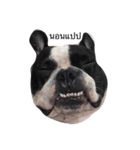 Cooper the dog（個別スタンプ：8）