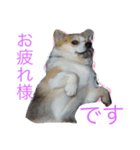 律儀コーギー（個別スタンプ：2）