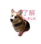 律儀コーギー（個別スタンプ：3）