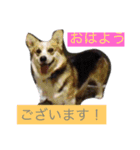 律儀コーギー（個別スタンプ：6）