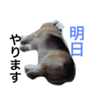律儀コーギー（個別スタンプ：7）