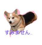 律儀コーギー（個別スタンプ：8）