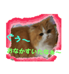 persian cat chiffon 2（個別スタンプ：5）