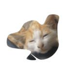 Catywow（個別スタンプ：1）