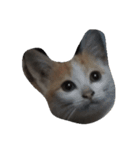 Catywow（個別スタンプ：2）