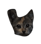 Catywow（個別スタンプ：3）